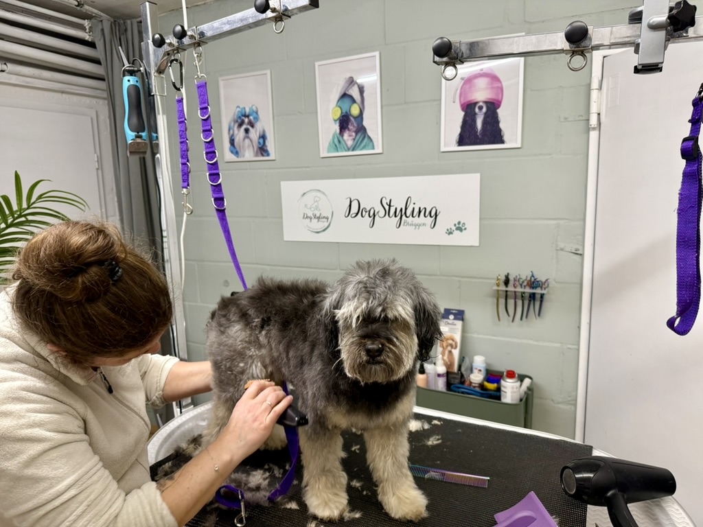 Sarah schneidet das Fell eines Hundes im DogStyling Salon