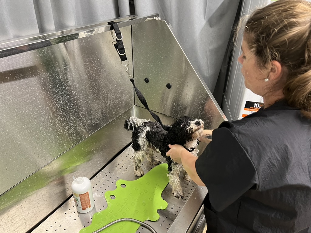 Sarah wäscht einen kleinen Hund behutsam in der Hundebadewanne